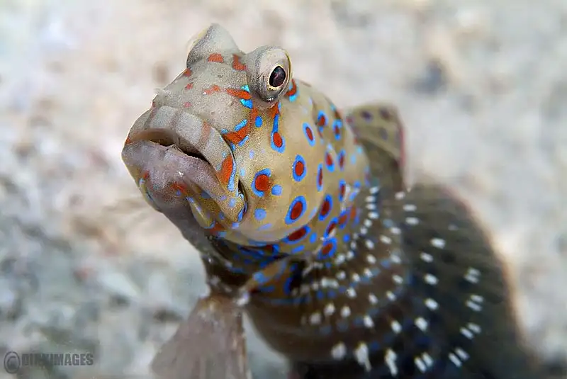 Prawn goby (shrimp‑goby symbiosis · overview)
