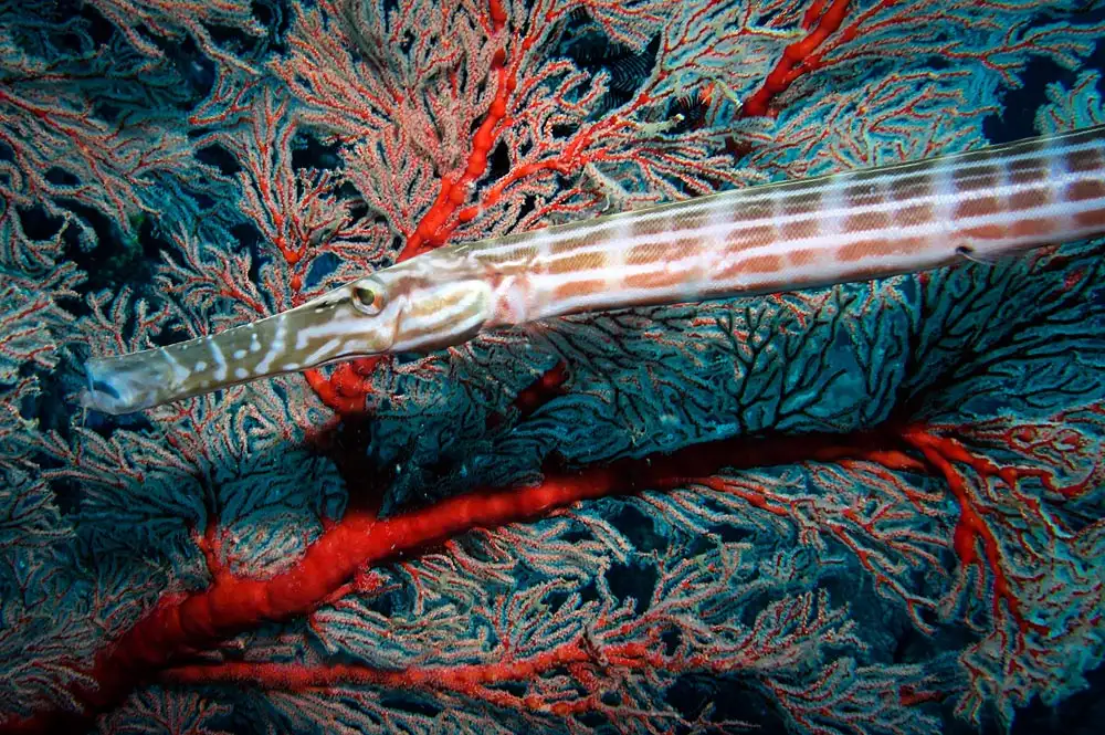 Atlantic Trumpetfish