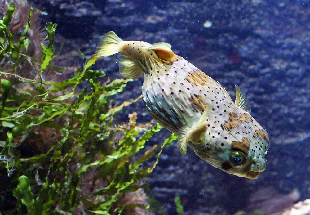 Spot‑fin Porcupinefish