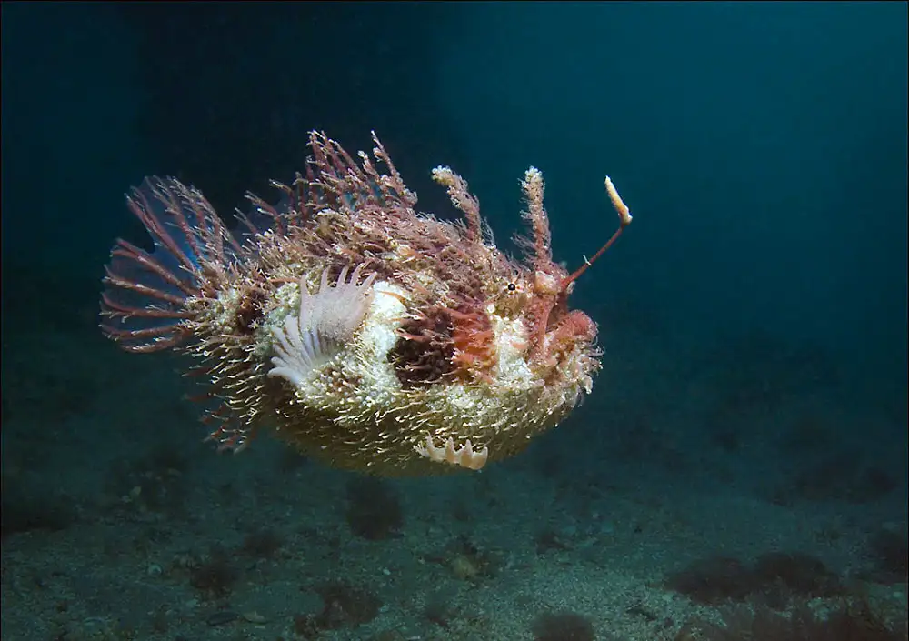 Yellow Goosefish / Japanese Anglerfish