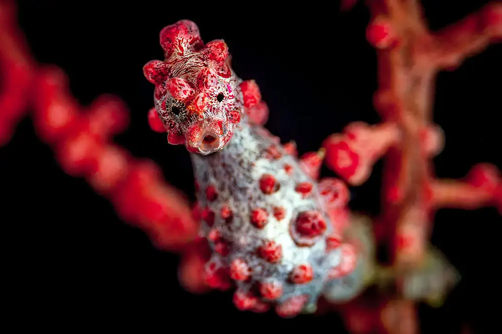 Pygmy seahorse (group overview)