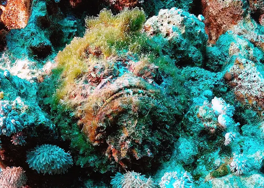 Reef Stonefish