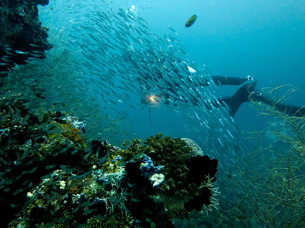 Sardine (group overview)