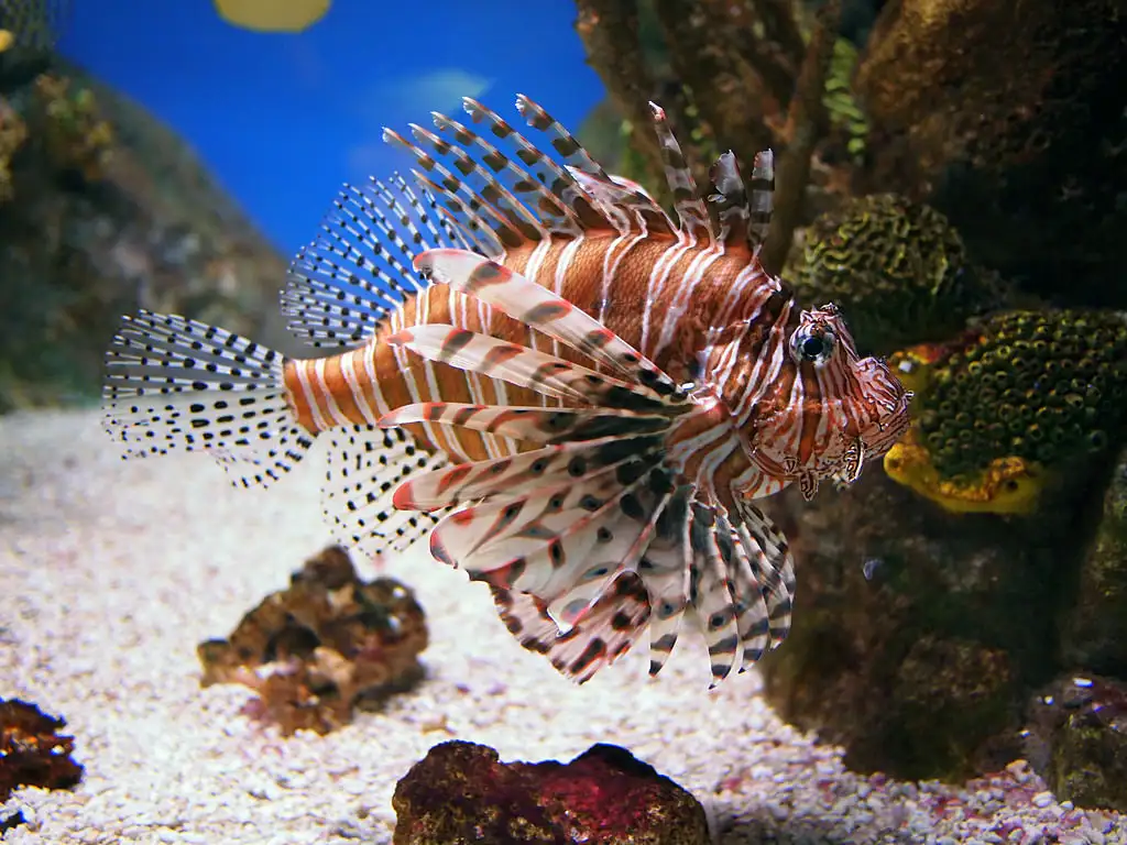 Pterois volitans (Red Lionfish)
