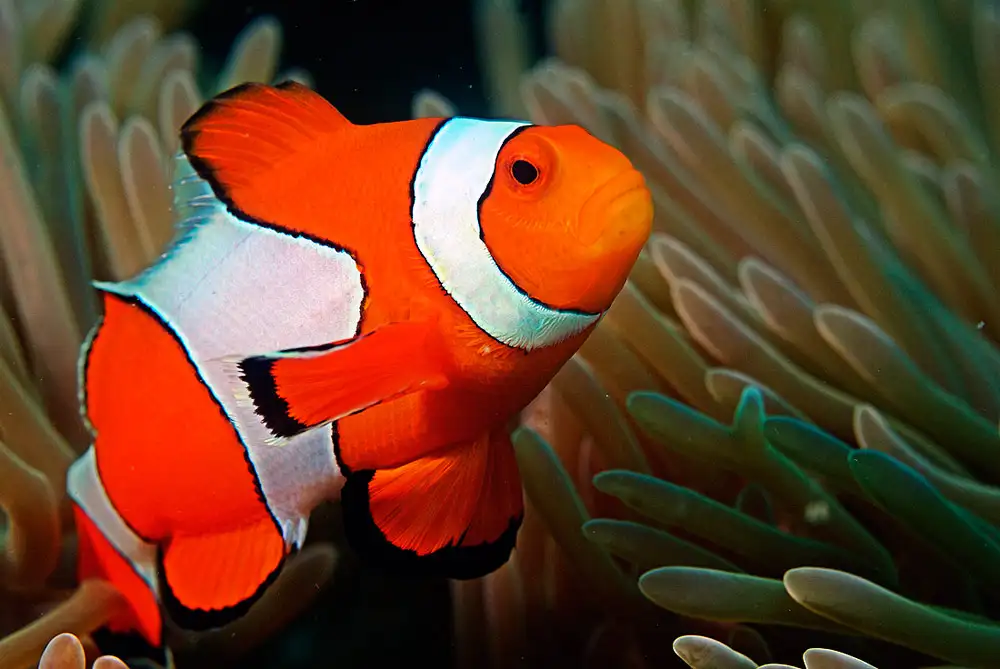 Amphiprioninae (Clownfishes · Group overview)