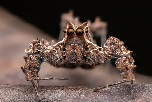 Fringed Jumping Spider