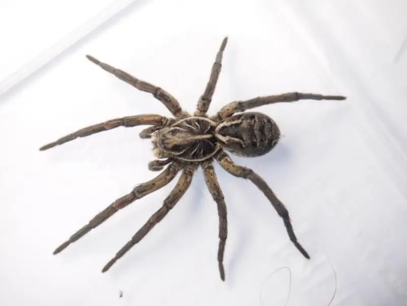 Garden Wolf Spider