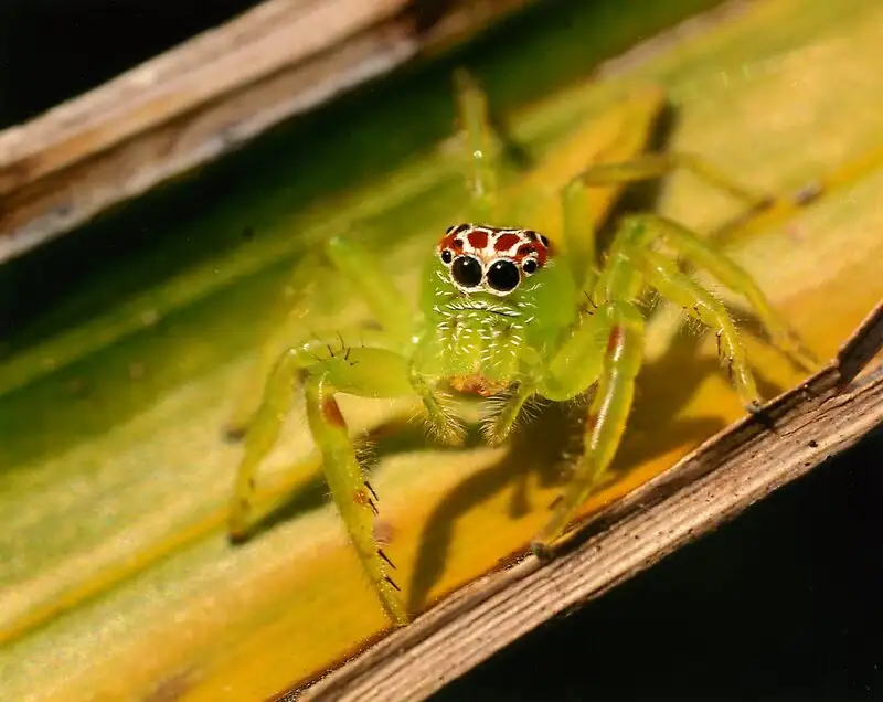 Jumping Spiders