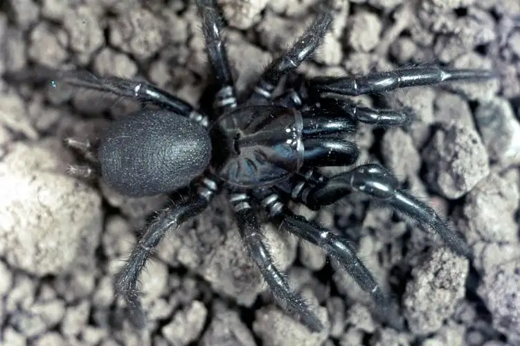Southern Sydney Funnel-web Spider