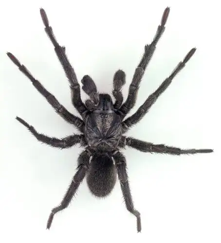 Sydney Brown Trapdoor Spider