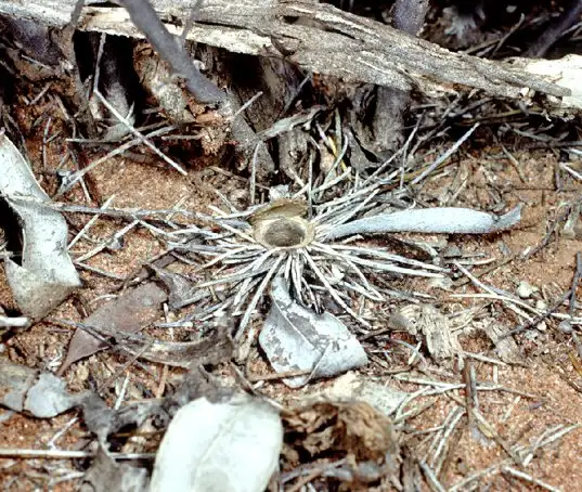 Trapdoor spiders