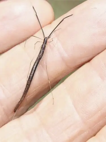 Whip Spider / Tailless Whip Scorpion