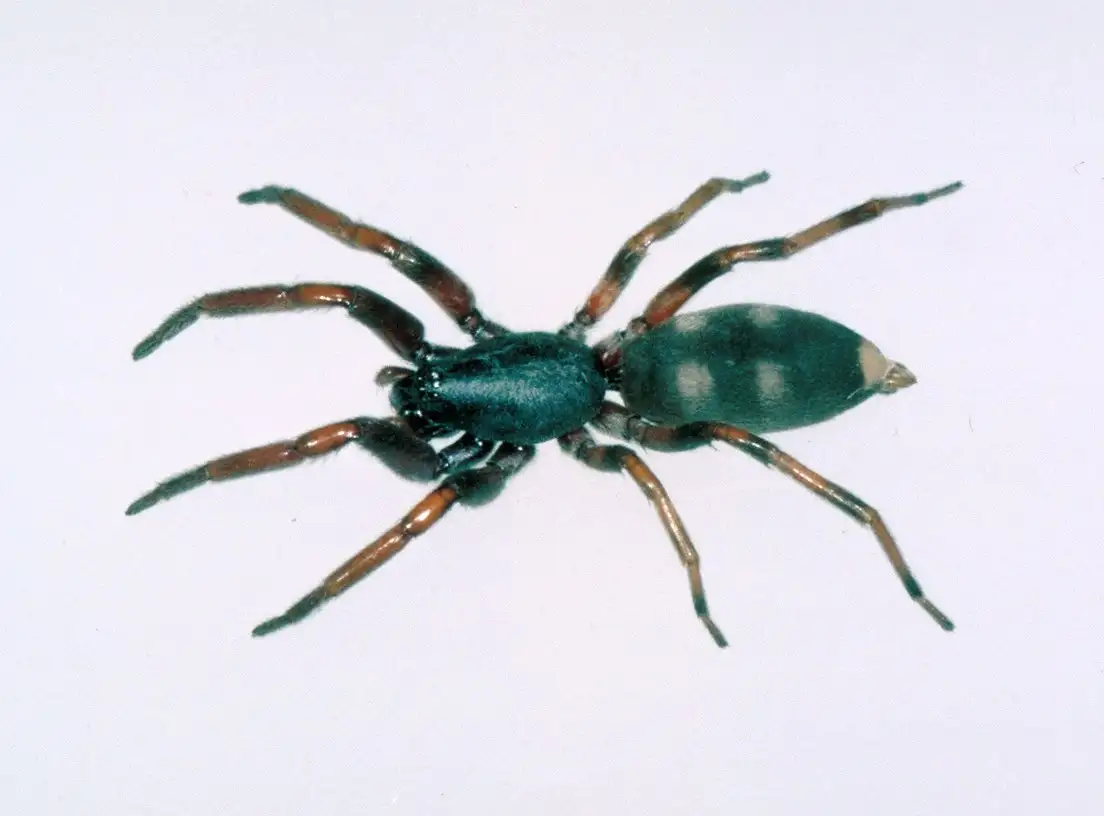 White-tailed Spider