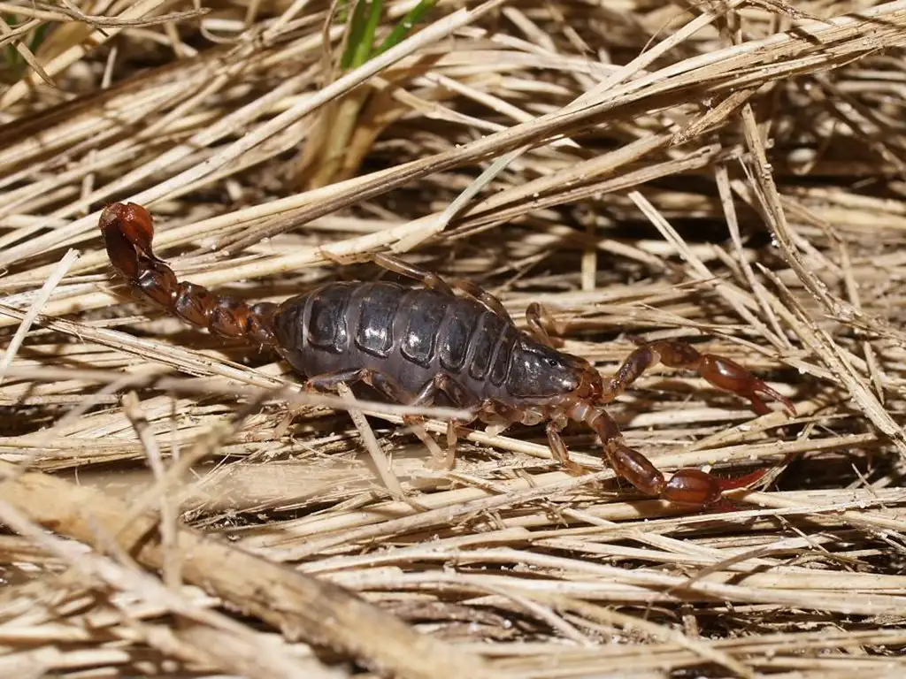 Wood or Forest Scorpion
