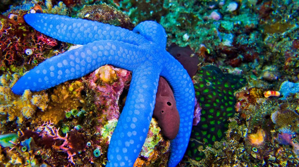 Do Starfish Have Eyes? How Sea Stars See the World