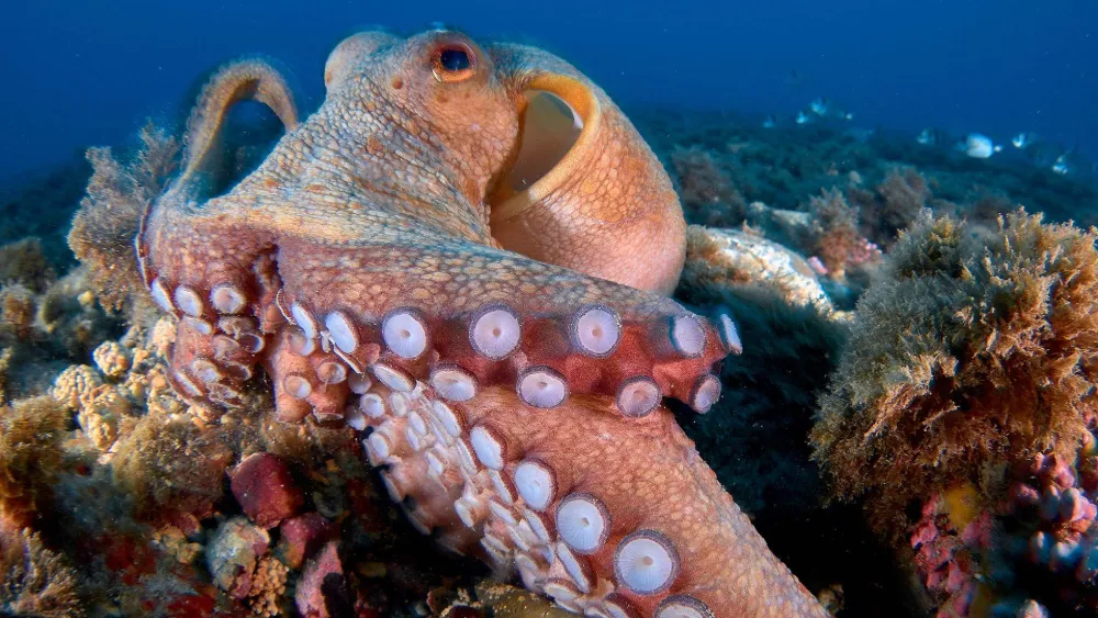 Do Octopuses Have Bones? How Their Bodies Work