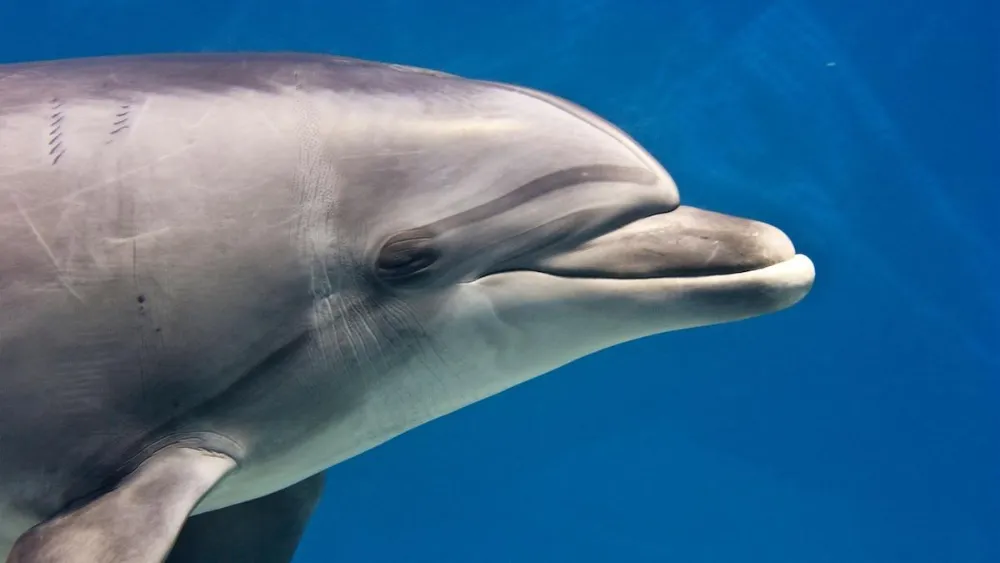 Do Dolphins Have Hair? Why Baby Dolphins Have Whiskers
