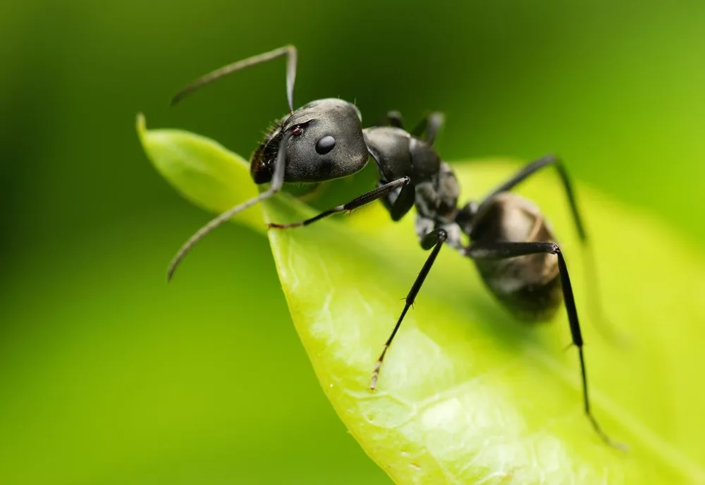 Do Ants Have Lungs? How Ants Breathe Without Them