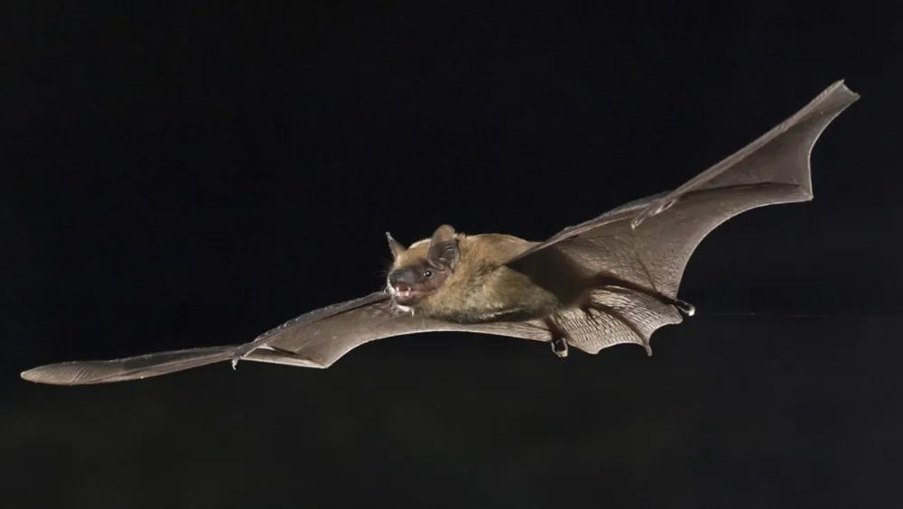 Do Bats Have Tails? Why Some Bat Tails Are Hidden