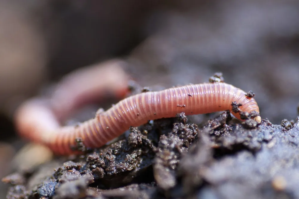 Do Earthworms Have Eyes? How They Sense Light