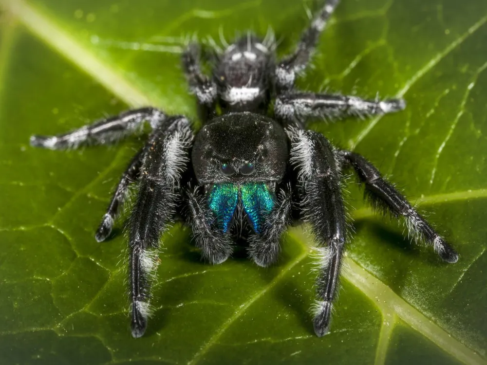 Do Spiders Have Blood? Why Spider Blood Can Be Blue