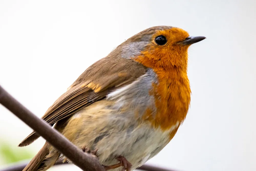 Do Birds Have Ears? Where Their Ears Are Hidden