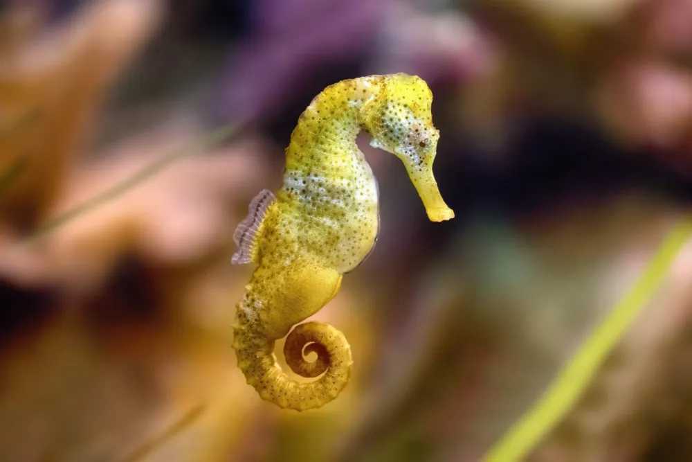 Do Seahorses Have Stomachs? How They Digest Food