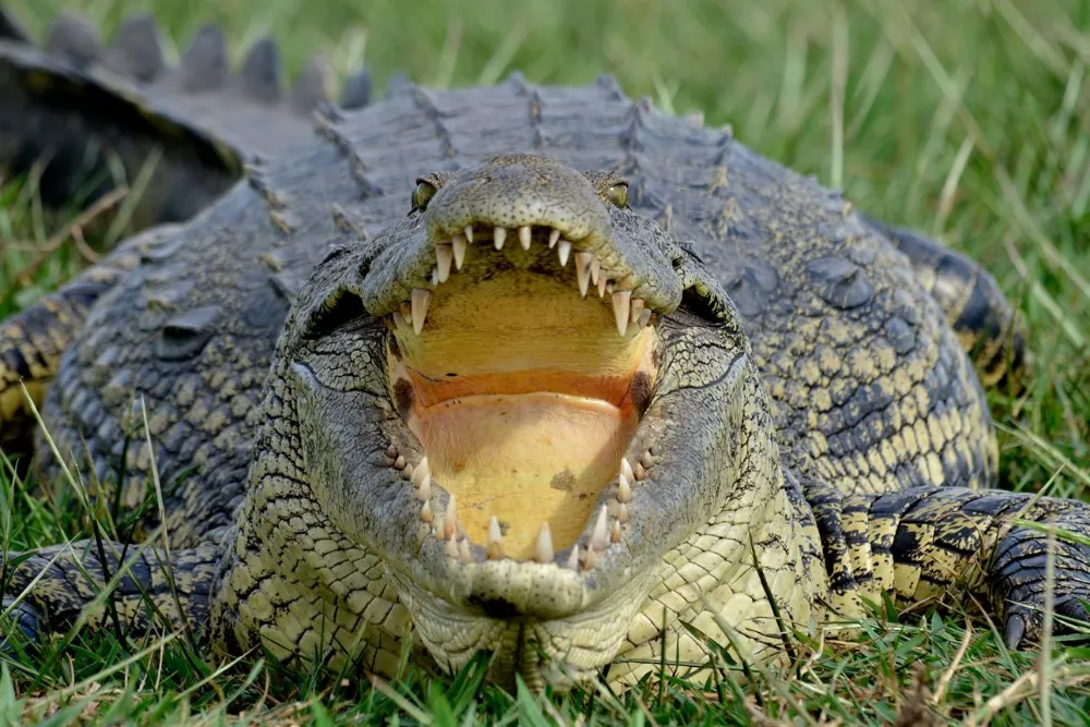 Do Crocodiles Have Tongues? Why They Cannot Stick Them Out
