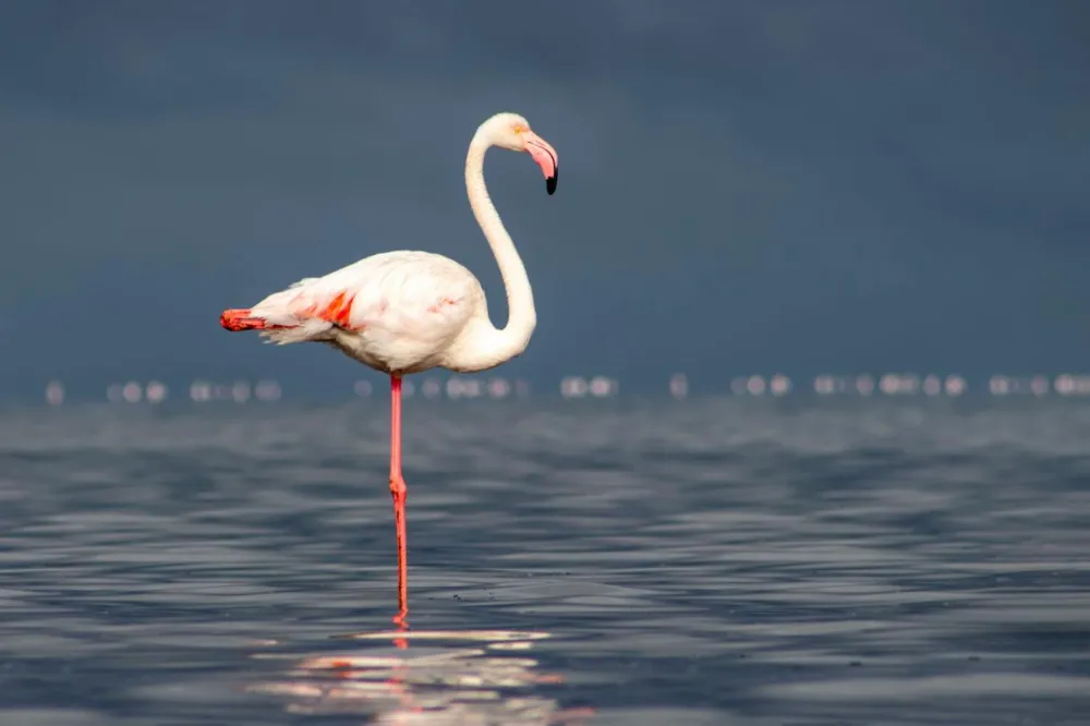Why Do Flamingos Stand on One Leg? The Science Explained