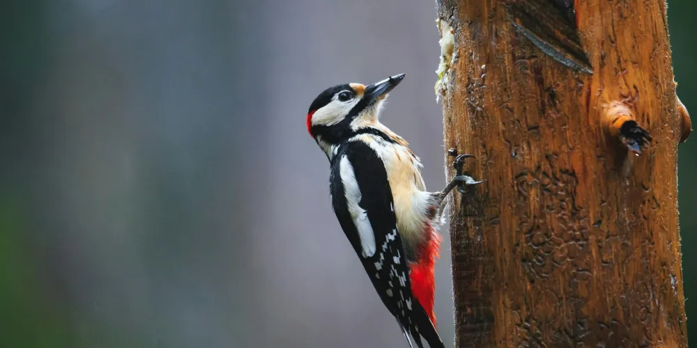 Why Do Woodpeckers Peck Trees? The Real Reasons Explained