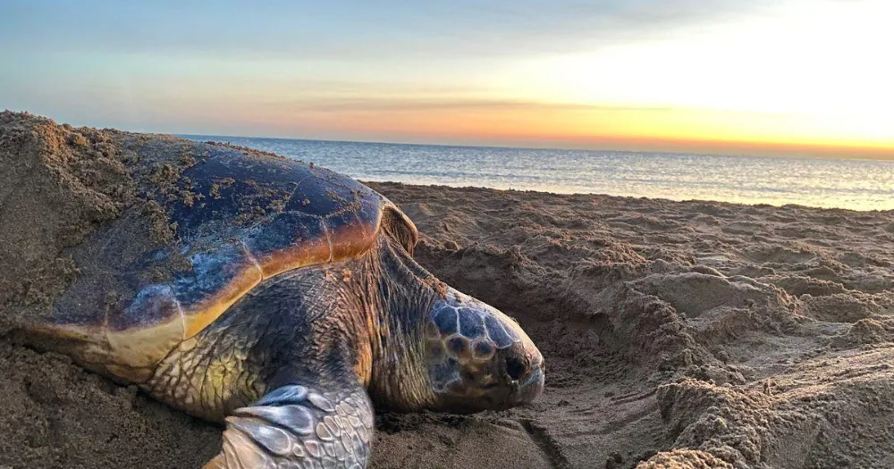 Why Do Sea Turtles Return to the Beach Where They Were Born?