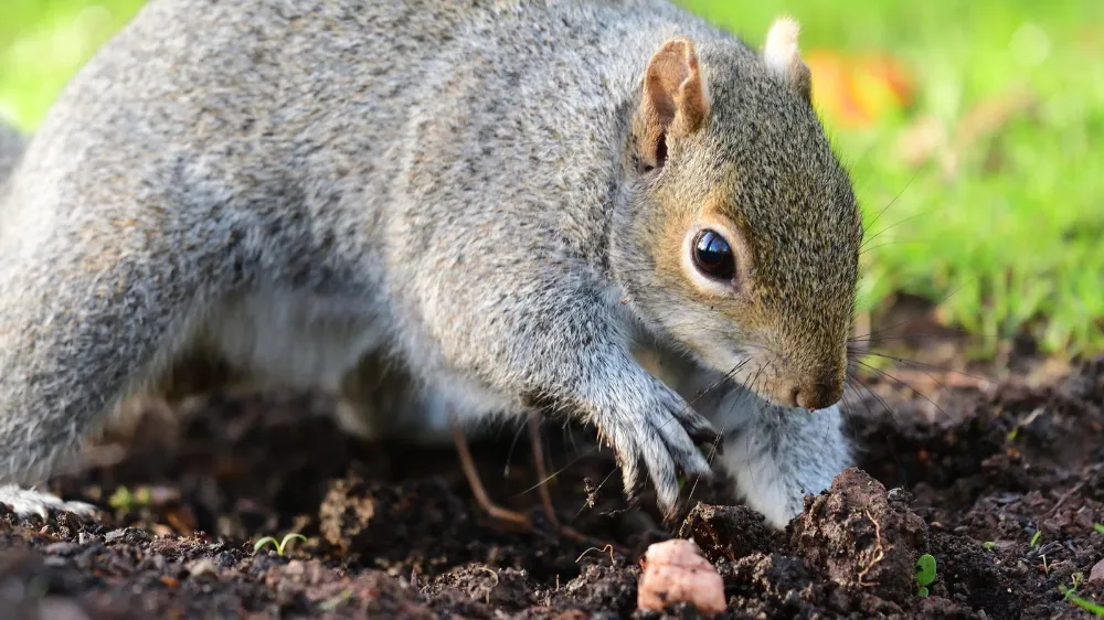 Why Do Squirrels Bury Nuts? How They Remember Them