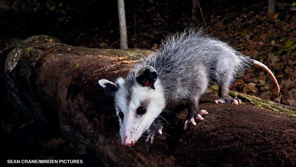 Why Do Opossums Play Dead? The Science Explained