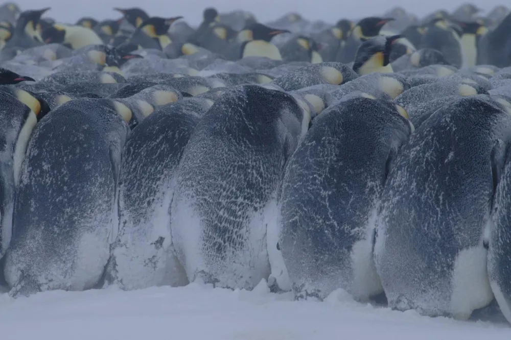 Why Do Penguins Huddle Together? The Science Explained