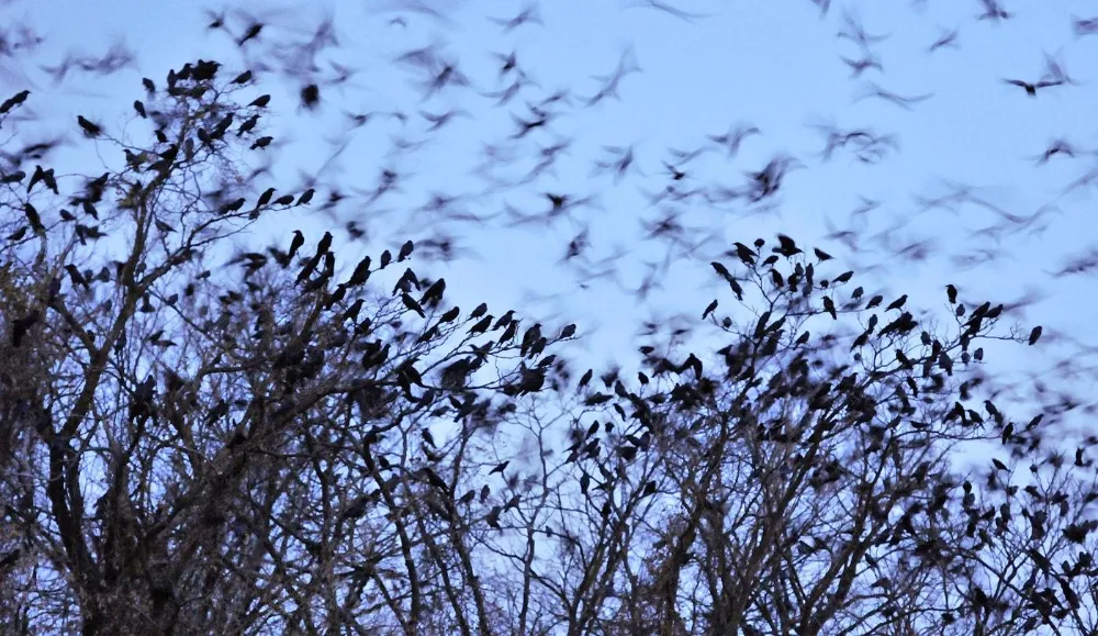 Why Do Crows Gather at Night? Communal Roosting Explained