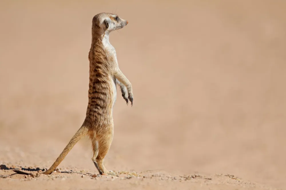 Why Do Meerkats Stand on Their Hind Legs?