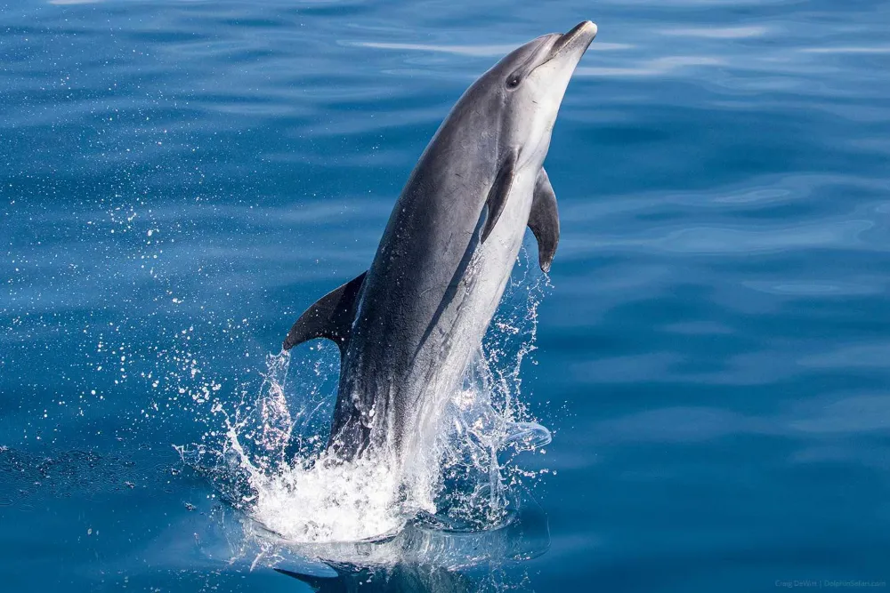Why Do Dolphins Jump Out of the Water?