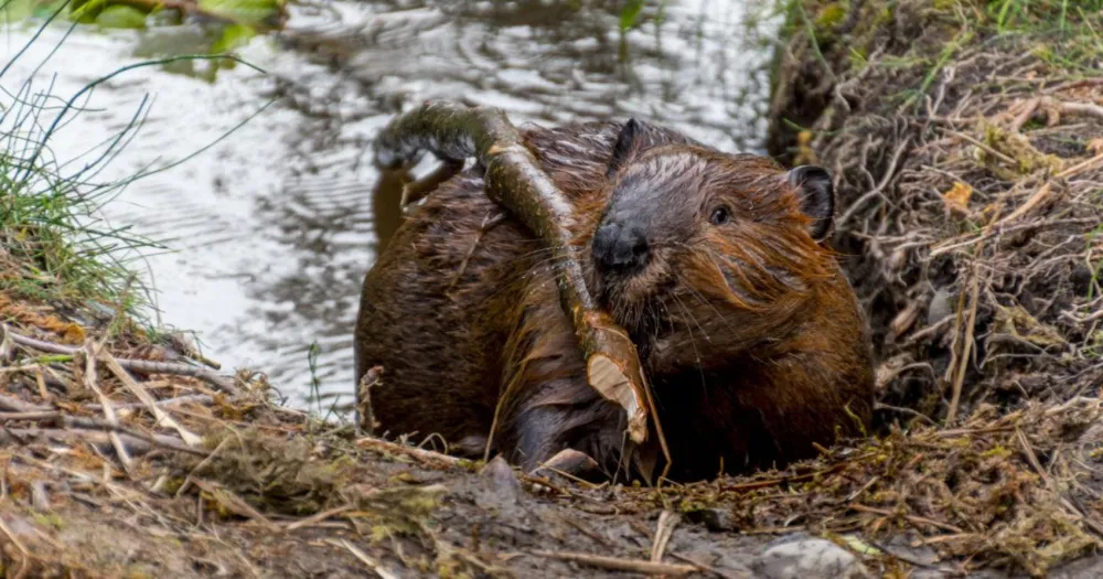 Why Do Beavers Build Dams? How They Create Ponds and Wetlands