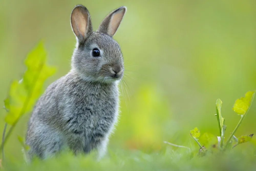What Sound Does a Rabbit Make? Rabbit Noises Explained