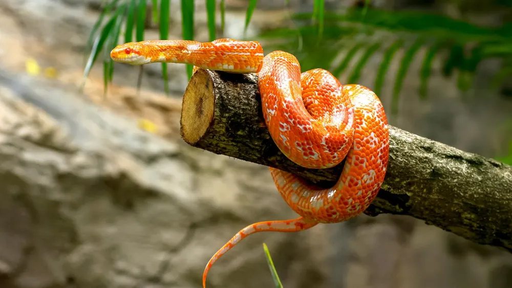 Is a Snake a Reptile or an Amphibian?
