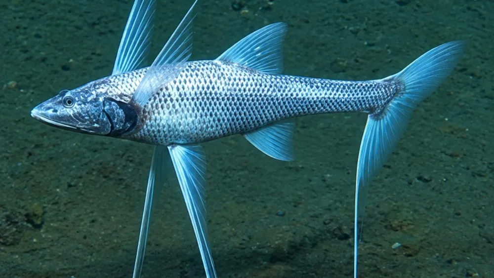 Tripod Fish: The Deep-Sea Fish That Stands on Stilts