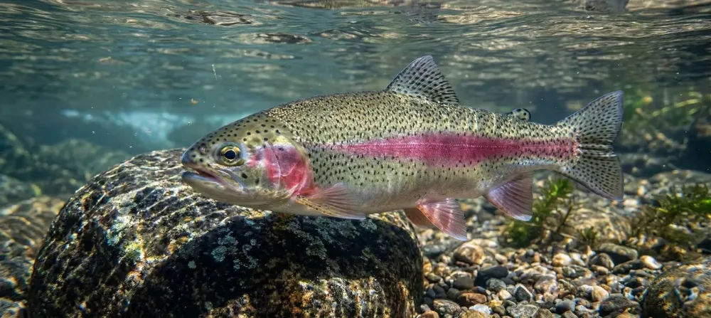 Do Fish Get Thirsty? How Fish Drink Water