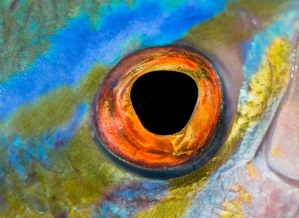 Can Fish See Water? How Fish Vision Really Works
