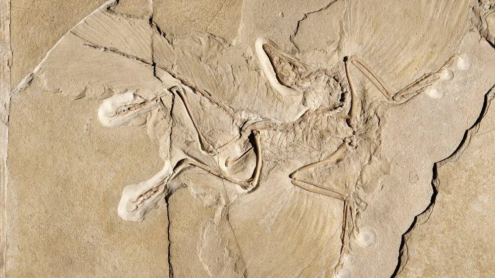 Are Birds Dinosaurs? The Evidence Explained