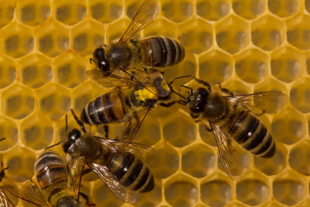 Why Do Bees Dance? How the Waggle Dance Works