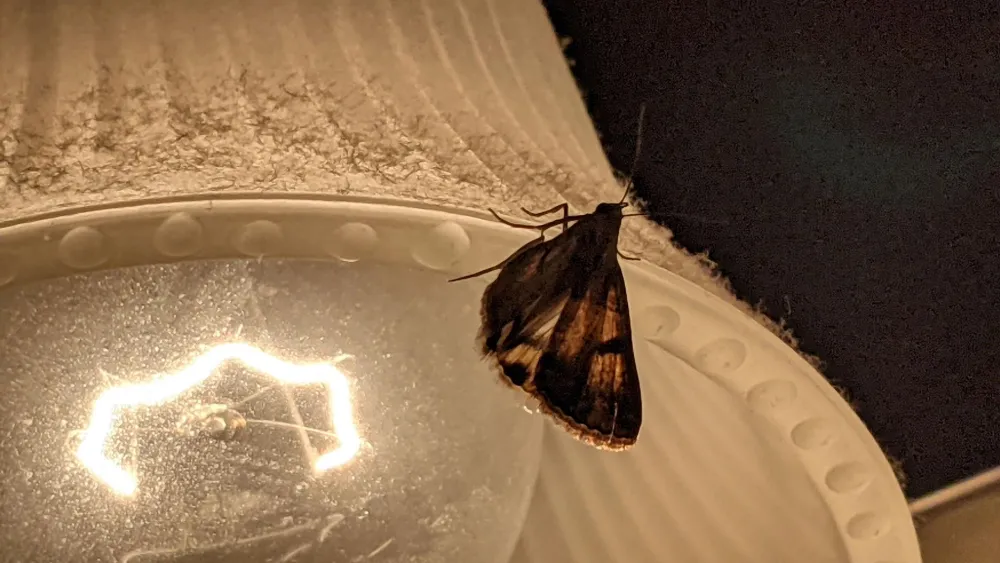 Why Do Moths Fly Toward Light?