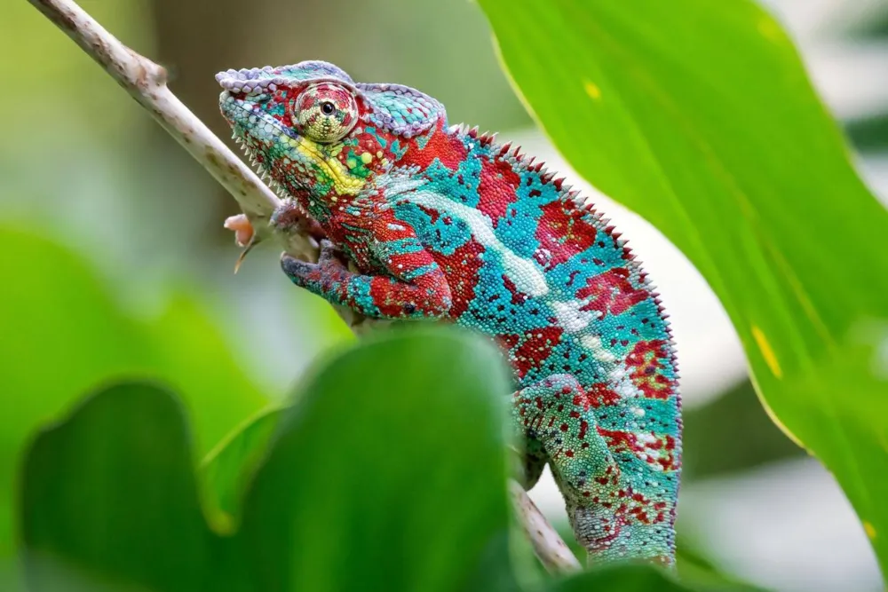 Why Do Chameleons Change Color?