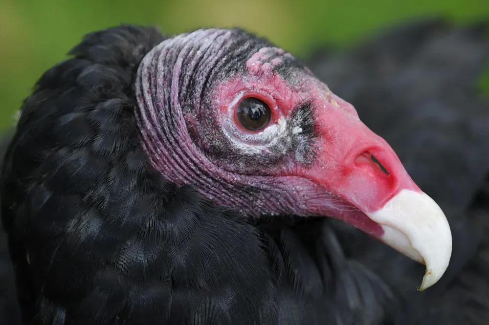 Can Birds Smell? How Birds Use Their Sense of Smell