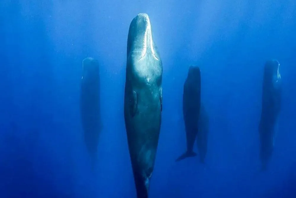 Do Whales Sleep? How Whales Rest and Breathe