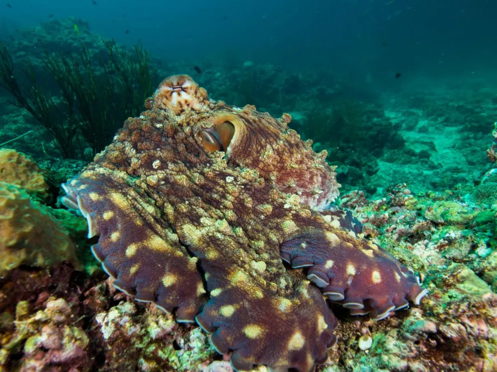 How Do Octopuses Change Color?